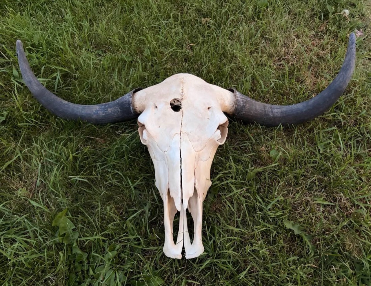 Miss Yak, a featured skull with sweeping dark horns, photographed outdoors